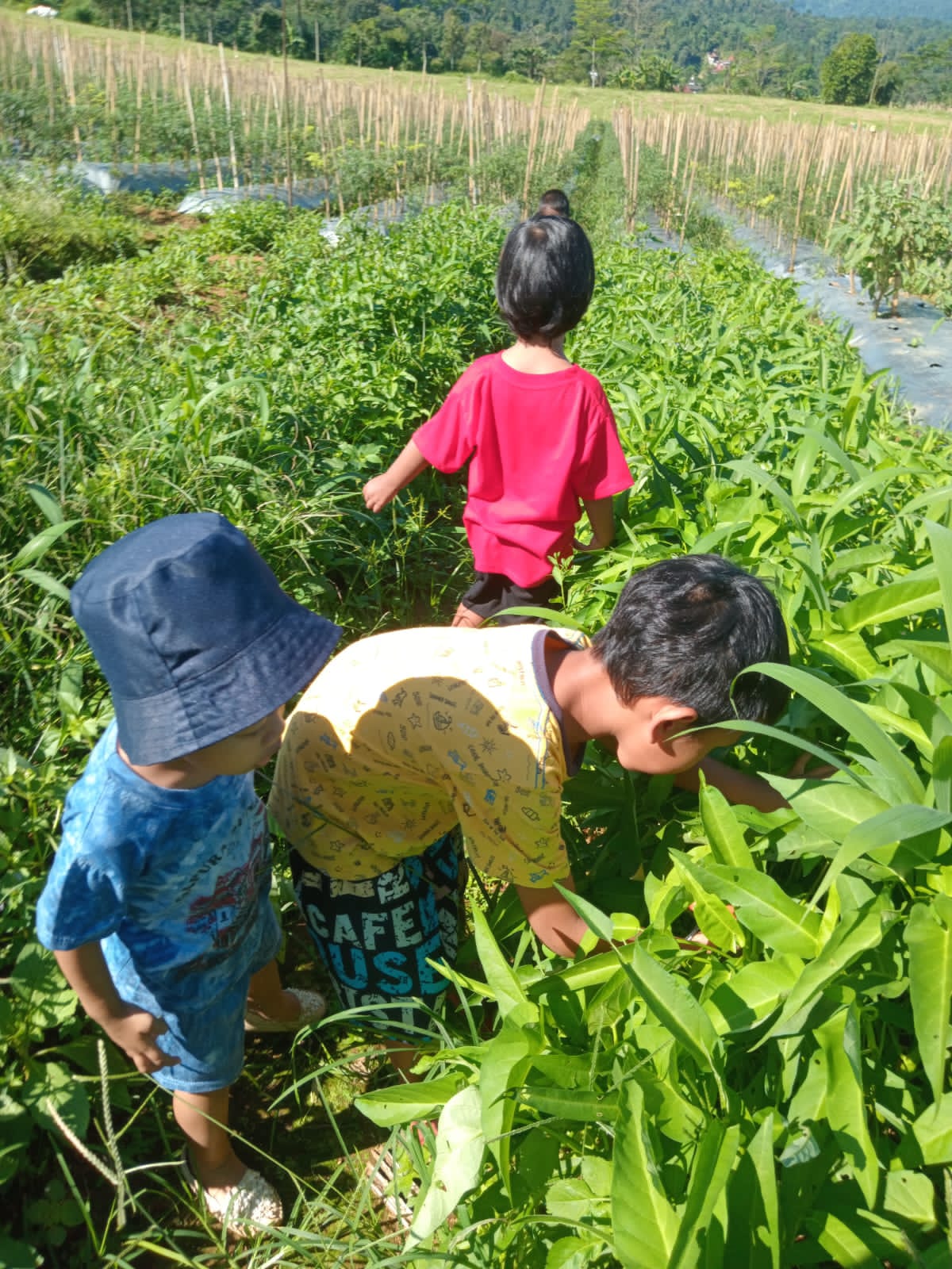 Program Batita KiddyCare
